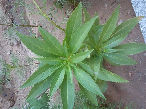 草本植物有哪些|草本植物有哪些